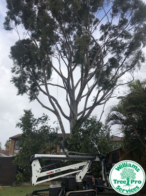 tree services in Banjup - a big tree for pruning